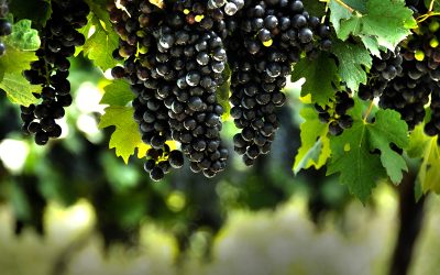 The Complex and Elegant Side of Zinfandel